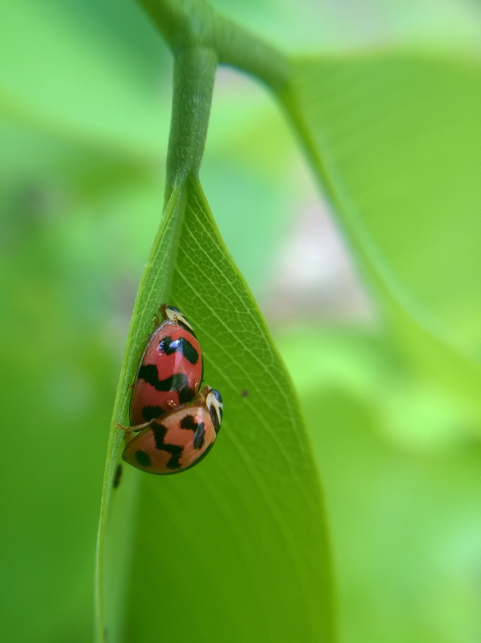 Nokia Lumia 730 Dual SIM sample photo. Bugs photography
