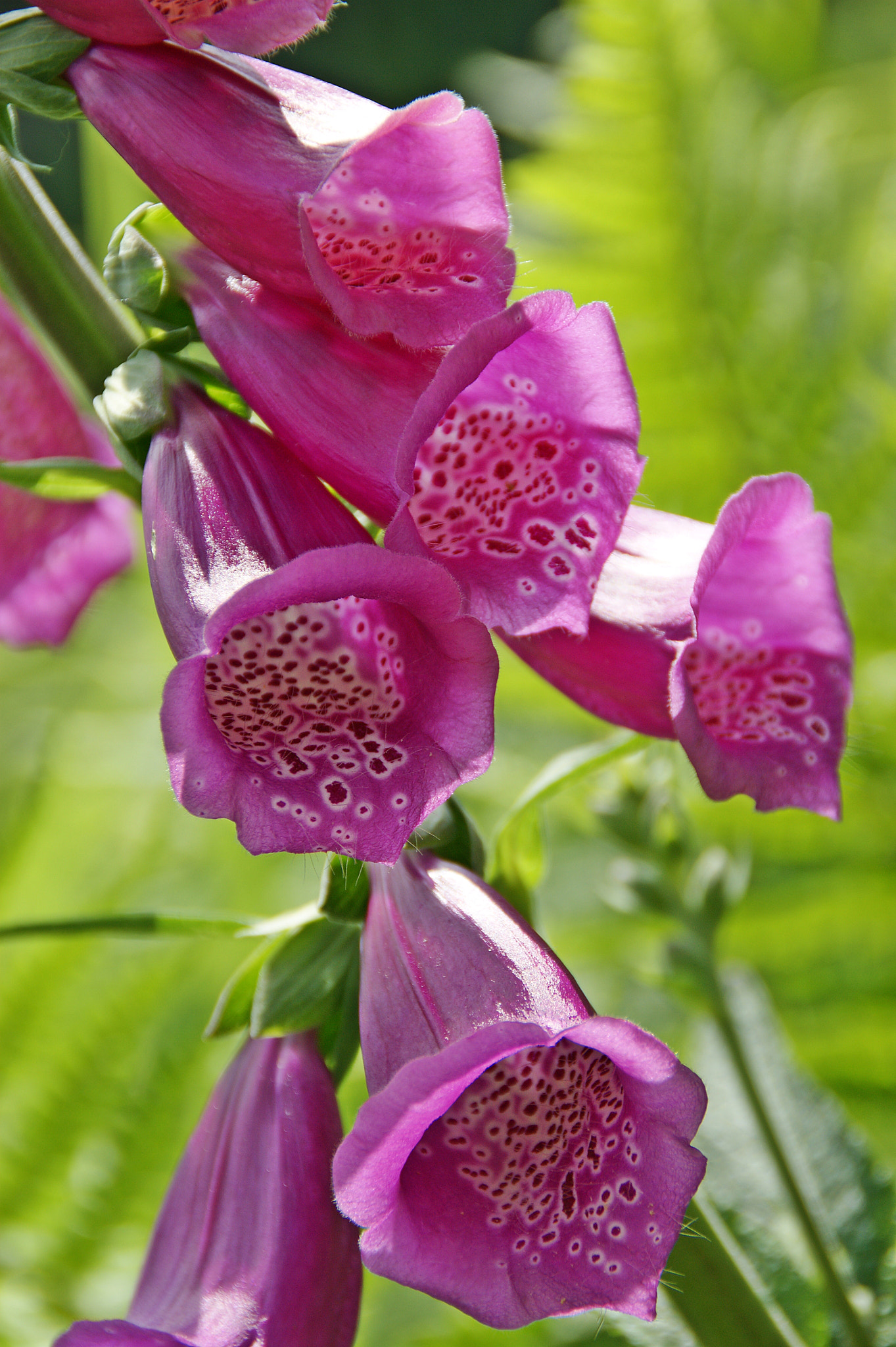 Sony Alpha DSLR-A290 sample photo. Foxglove photography