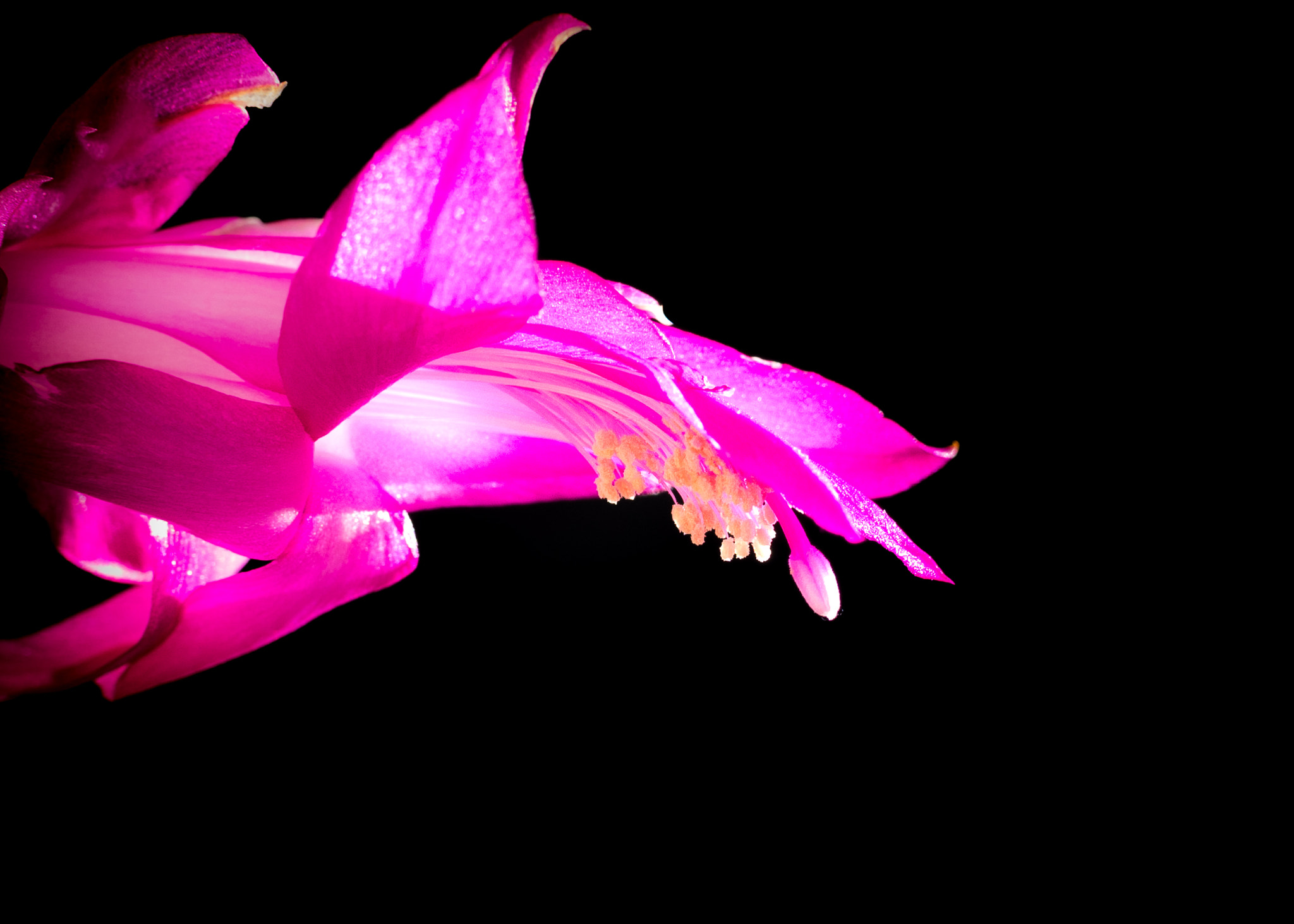 Nikon 1 V1 + Nikon 1 Nikkor 18.5mm F1.8 sample photo. Pink flower photography