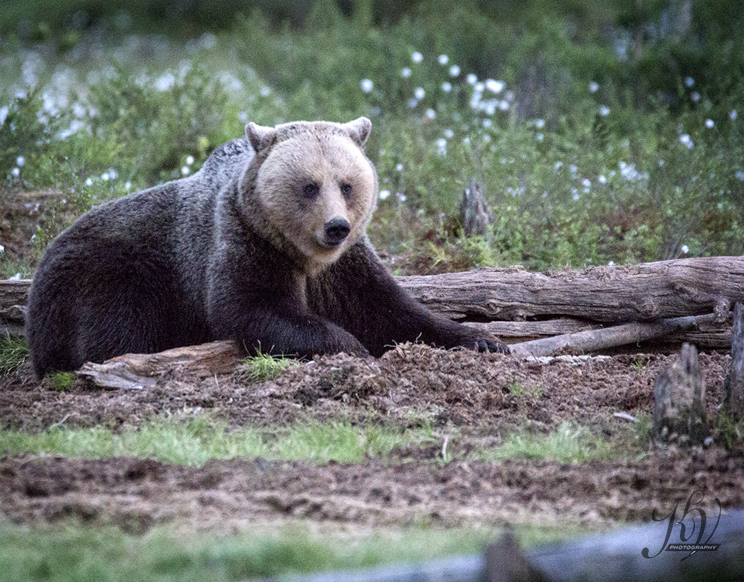 Sigma 150-600mm F5-6.3 DG OS HSM | C sample photo. Mr bear in nordic night photography