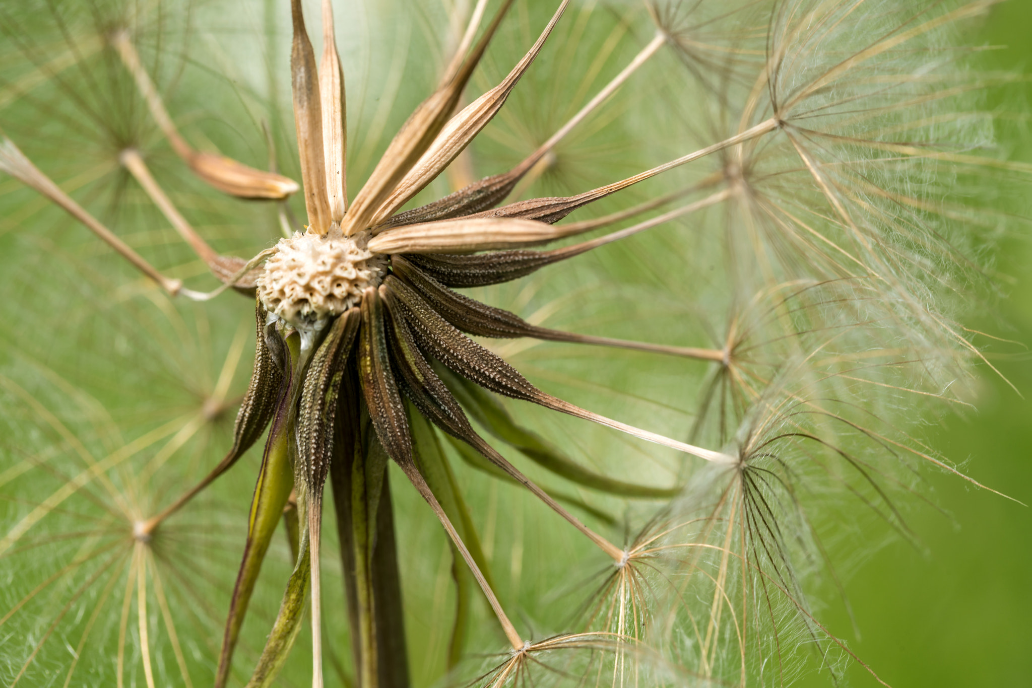 Sony a7R II + Canon EF 100mm F2.8L Macro IS USM sample photo. Goat's beard close-up photography