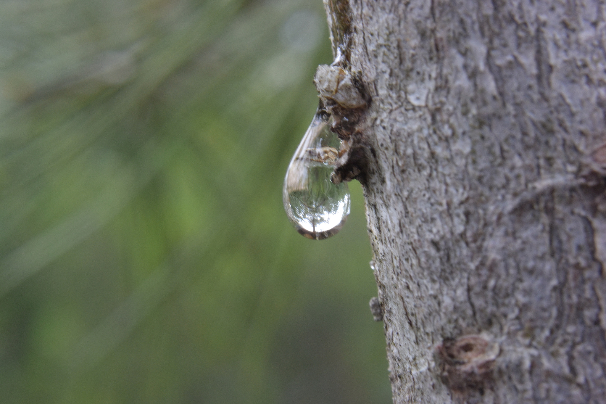 Nikon 1 J4 sample photo. On a sorti le macro photography