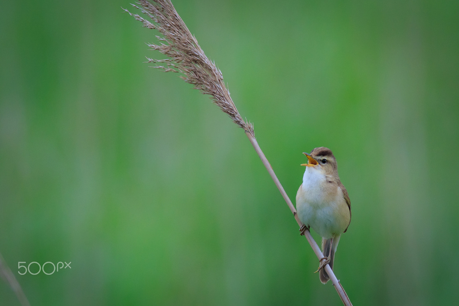 Canon EOS 7D Mark II + Canon EF 400mm F5.6L USM sample photo. Black-browed reed-warbler photography