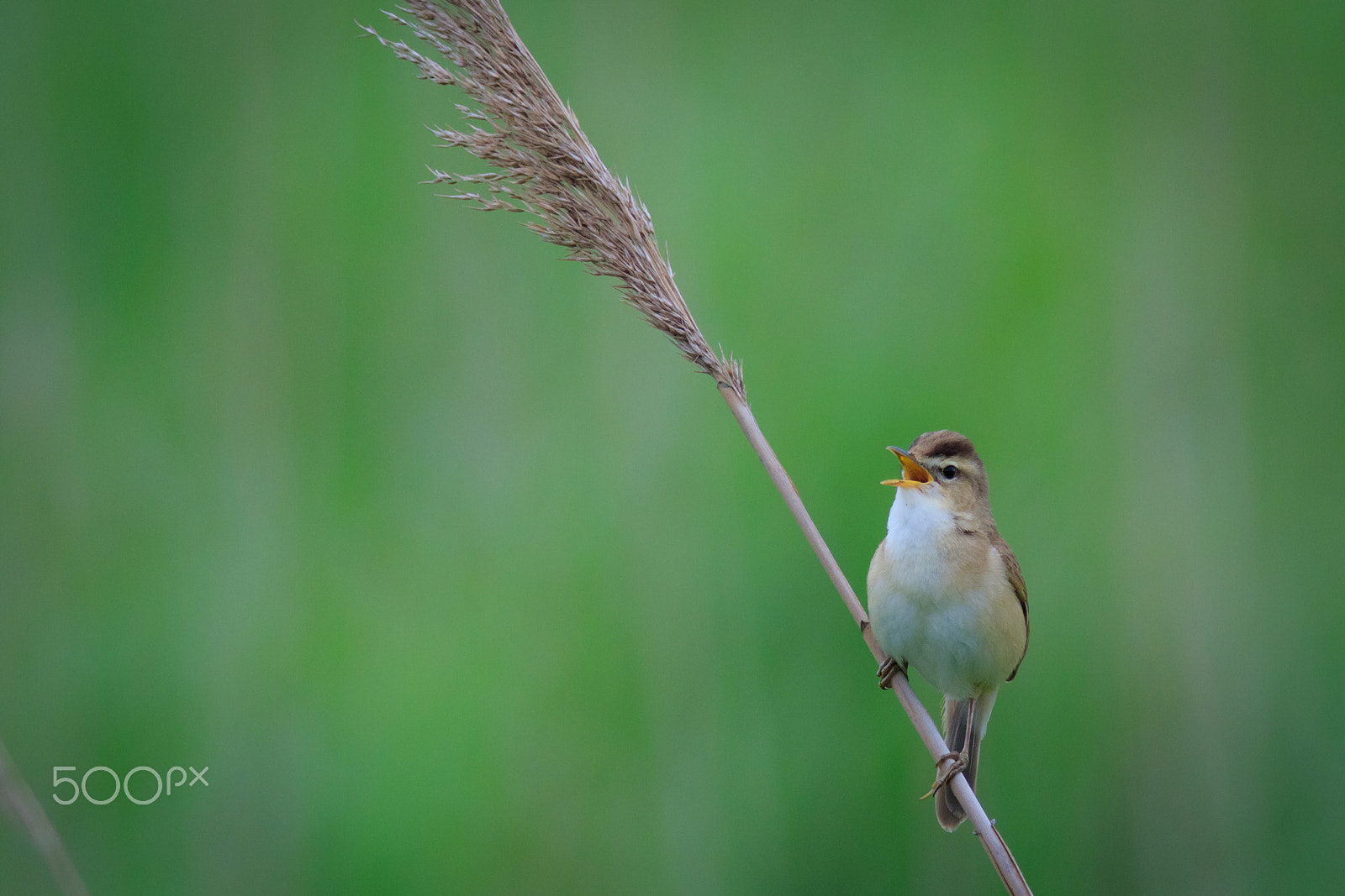 Canon EF 400mm F5.6L USM sample photo. Black-browed reed-warbler photography