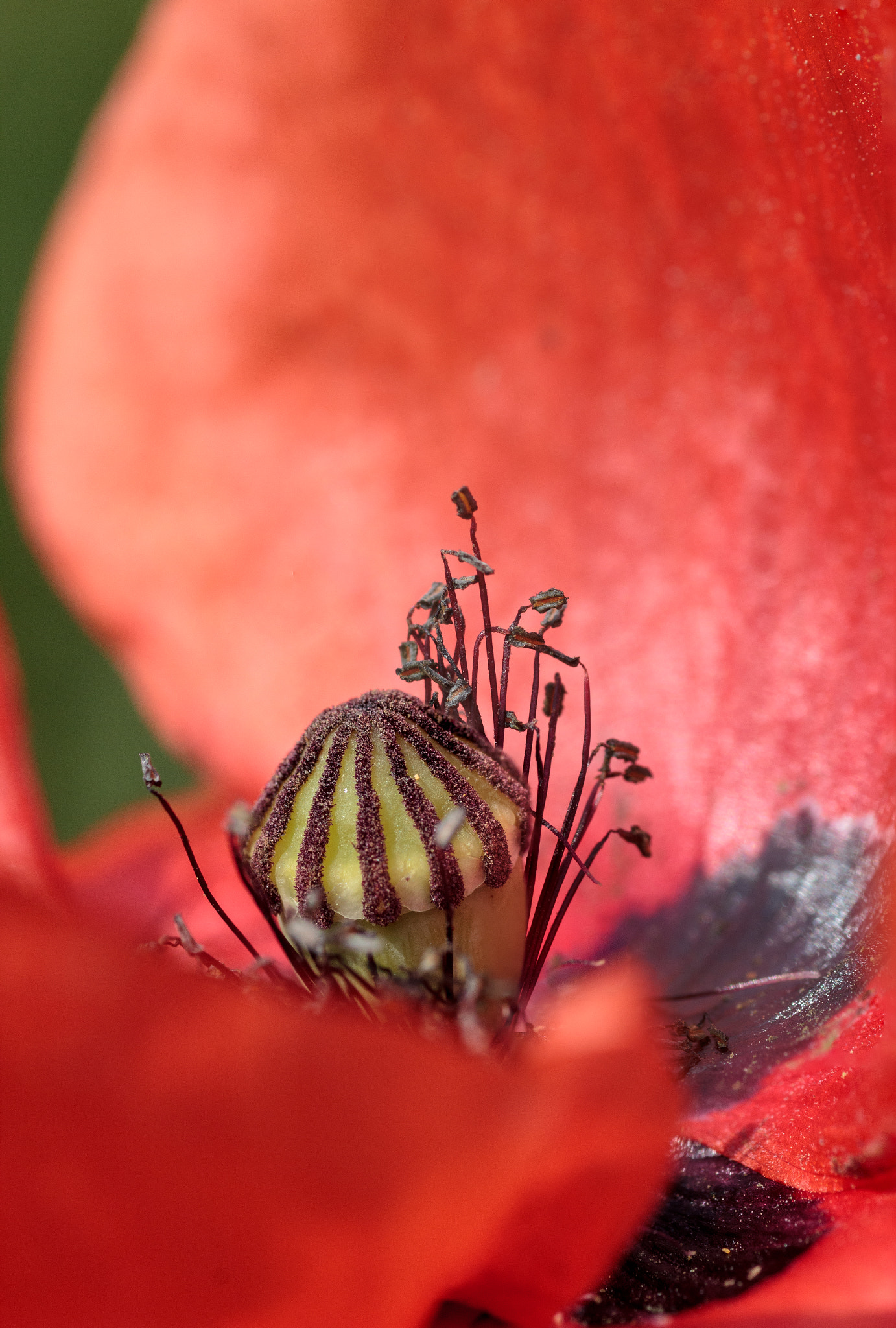 Canon EOS 550D (EOS Rebel T2i / EOS Kiss X4) + Tamron SP AF 90mm F2.8 Di Macro sample photo. Einblick.. | ..insight photography