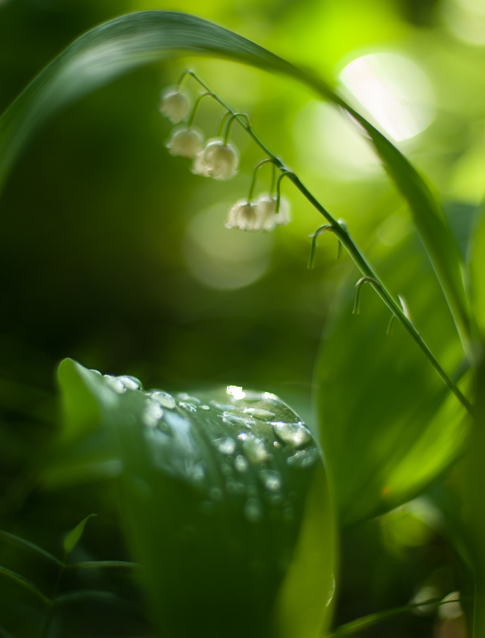 Nikon D200 + Nikon AF Nikkor 50mm F1.4D sample photo. Грёзы... photography