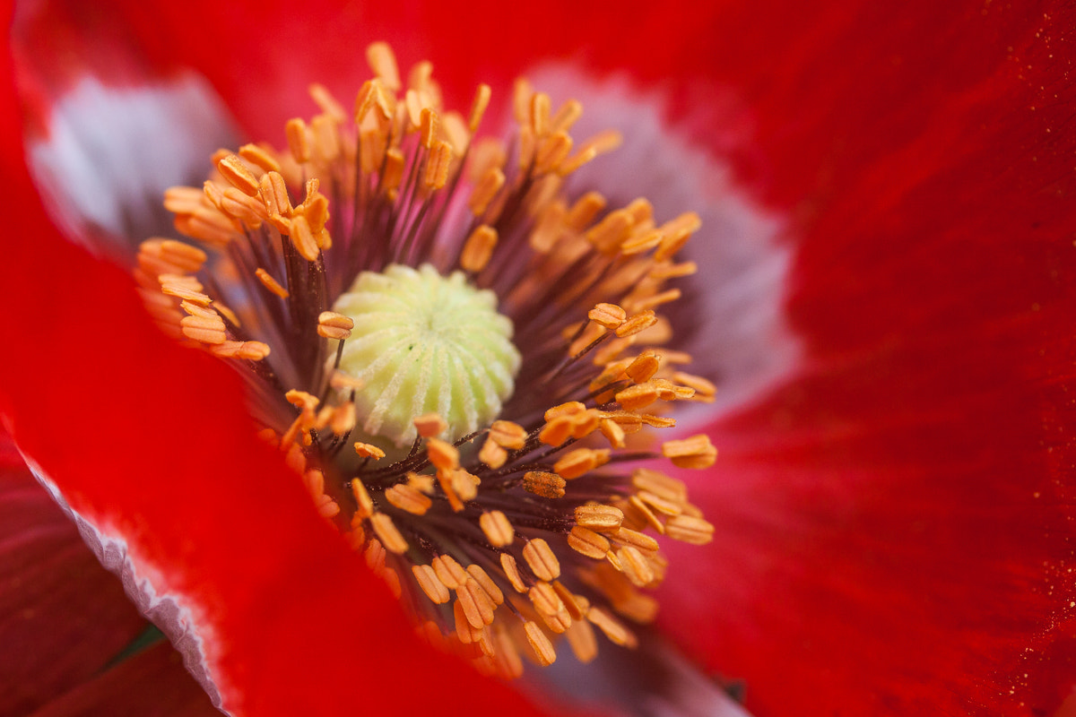 Canon EF-S 60mm F2.8 Macro USM sample photo. Poppy photography