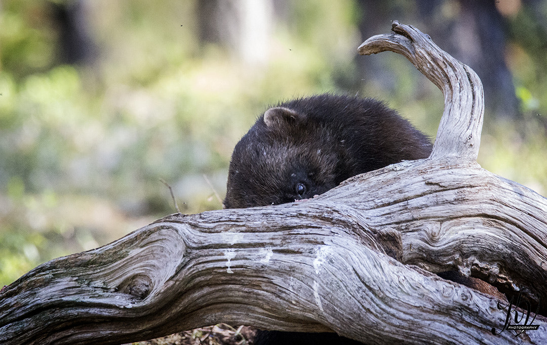 Sigma 150-600mm F5-6.3 DG OS HSM | C sample photo. Wolverine hide and seek photography