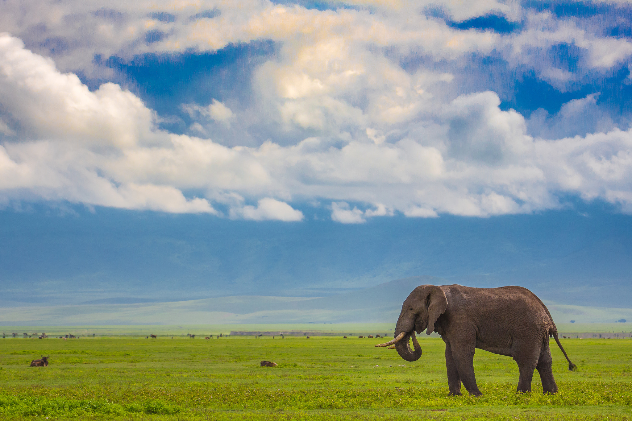 Canon EF 70-300mm F4-5.6L IS USM sample photo. A lonely elephant photography