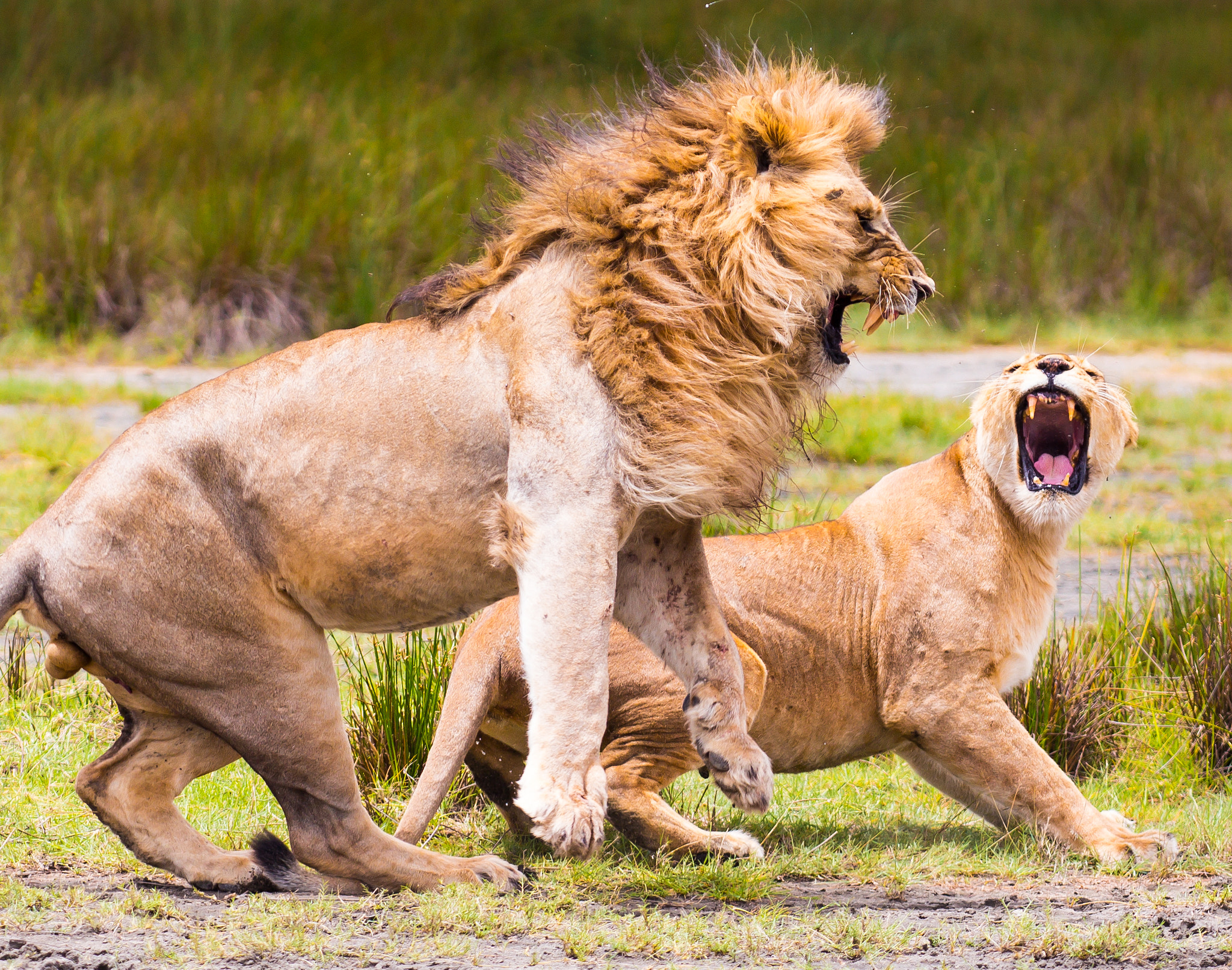 Sigma APO Macro 150mm f/2.8 EX DG HSM sample photo. Fighting lions photography