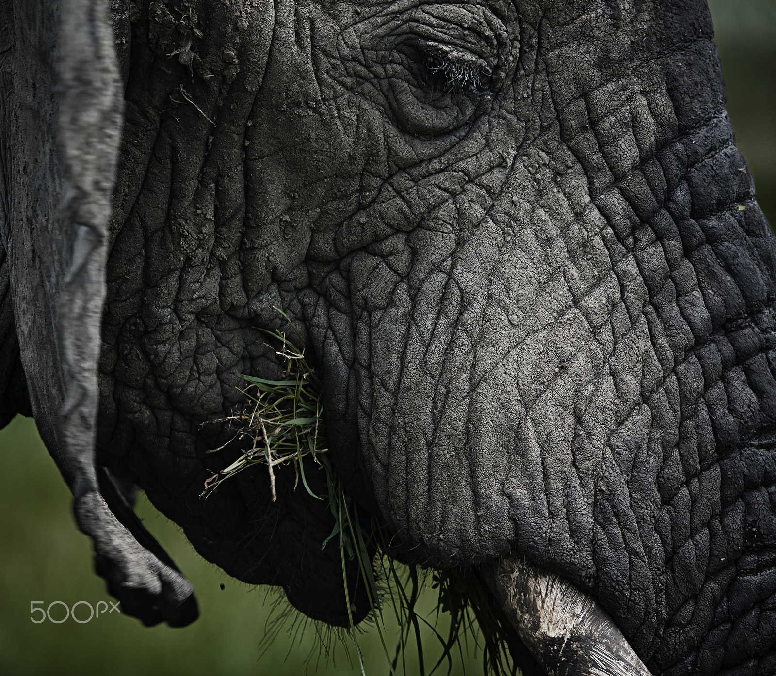 Canon EOS 5D + Canon EF 100-400mm F4.5-5.6L IS USM sample photo. Elephant eating photography