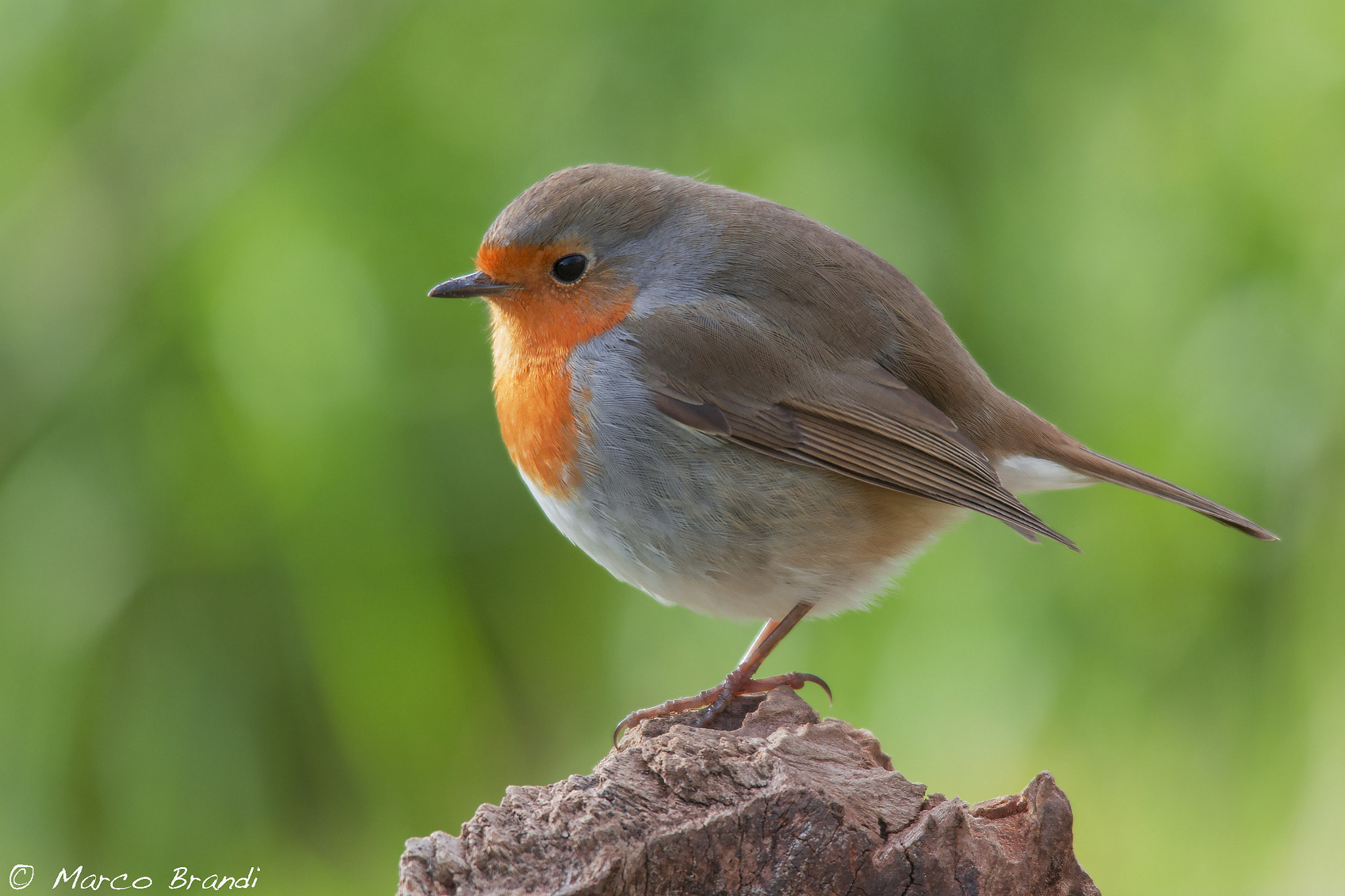 Sigma 150-500mm F5-6.3 DG OS HSM sample photo. Pettirosso - robin photography
