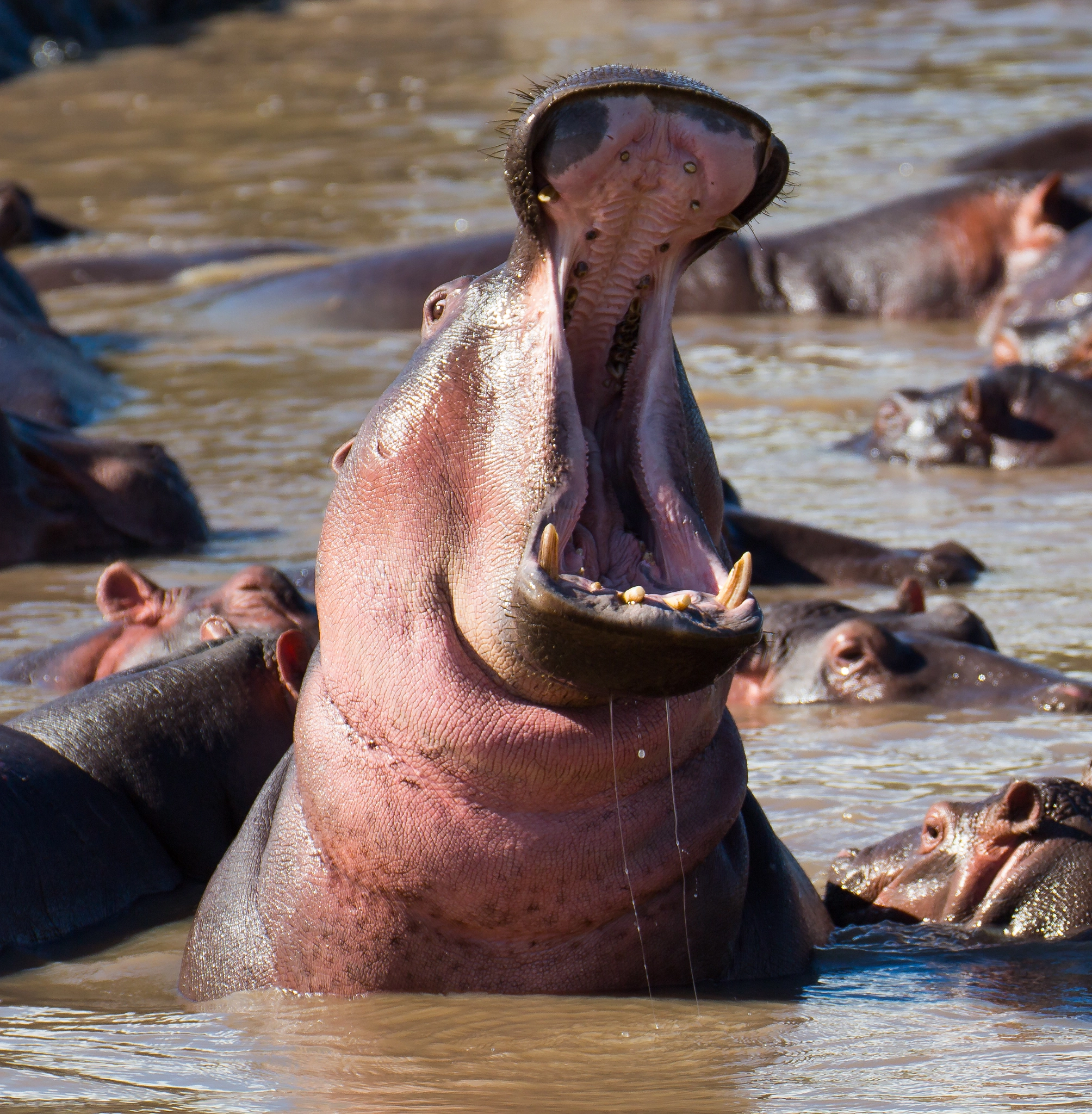 Canon EF 70-300mm F4-5.6L IS USM sample photo. An angry hippo photography