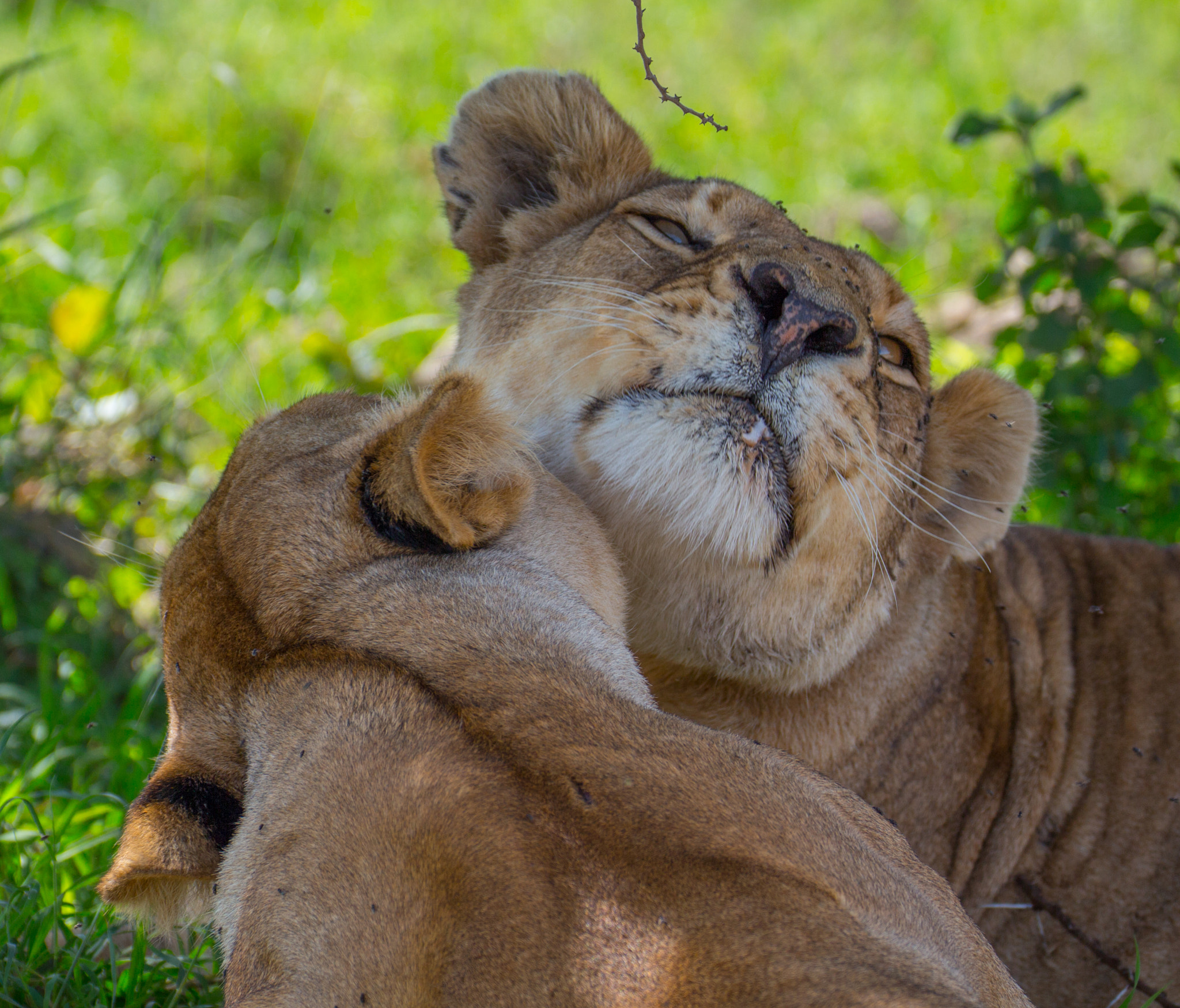 Canon EF 70-300mm F4-5.6L IS USM sample photo. Lion's love photography