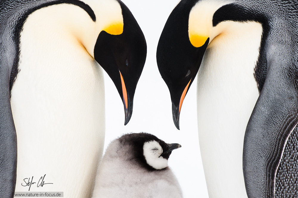 Nikon D700 + Nikon AF-S Nikkor 500mm F4G ED VR sample photo. Reunited again photography