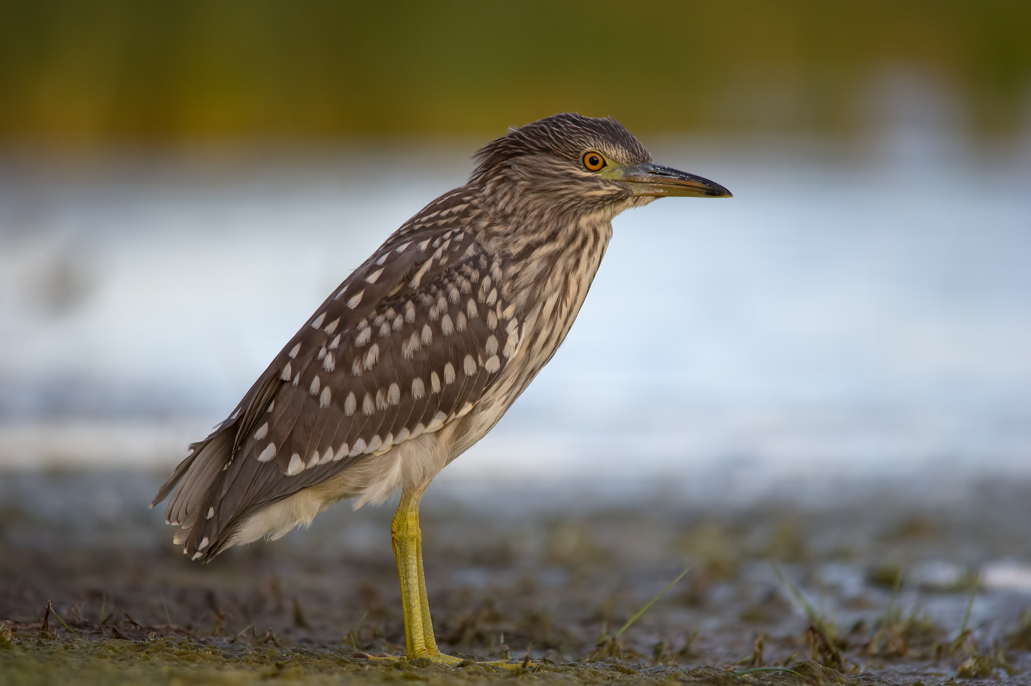 Sigma 150-500mm F5-6.3 DG OS HSM sample photo. 41689050865 photography