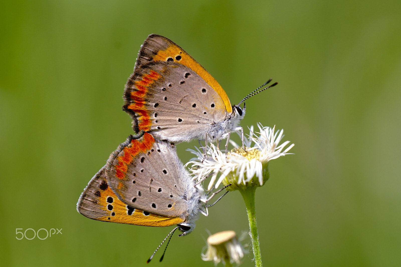 Sony ILCA-77M2 + Minolta AF 100mm F2.8 Macro [New] sample photo. Mating small copper photography