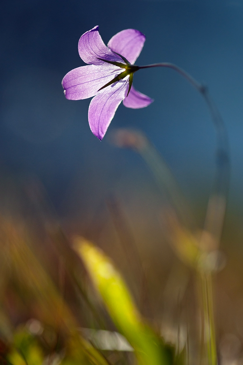 Sony Alpha DSLR-A900 sample photo. Bell flower photography