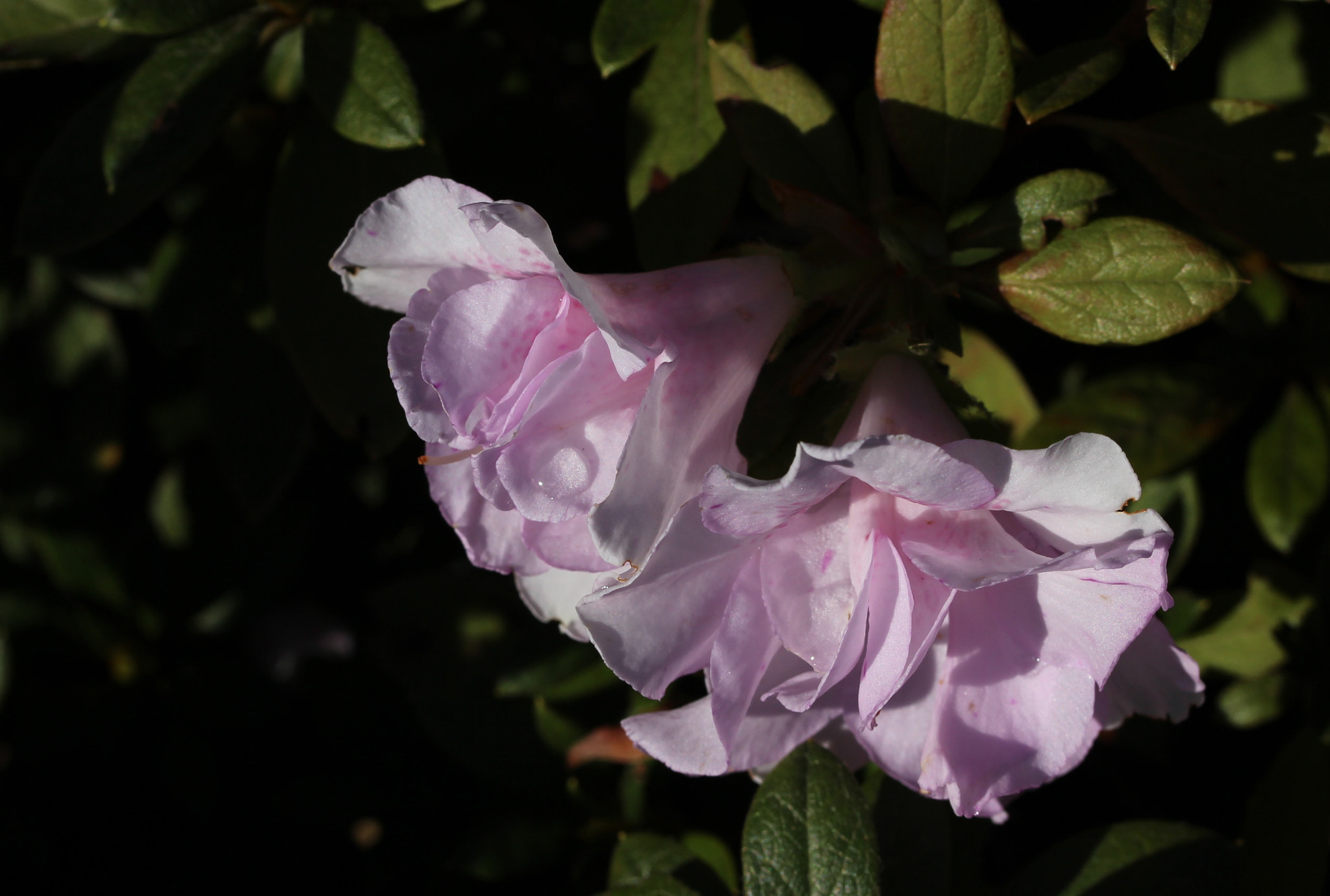 Canon EF-S 60mm F2.8 Macro USM sample photo. Flower with drop of water photography