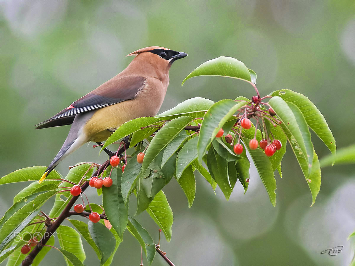 Canon EOS 40D + Canon EF 400mm F5.6L USM sample photo. Cedar waxwing photography