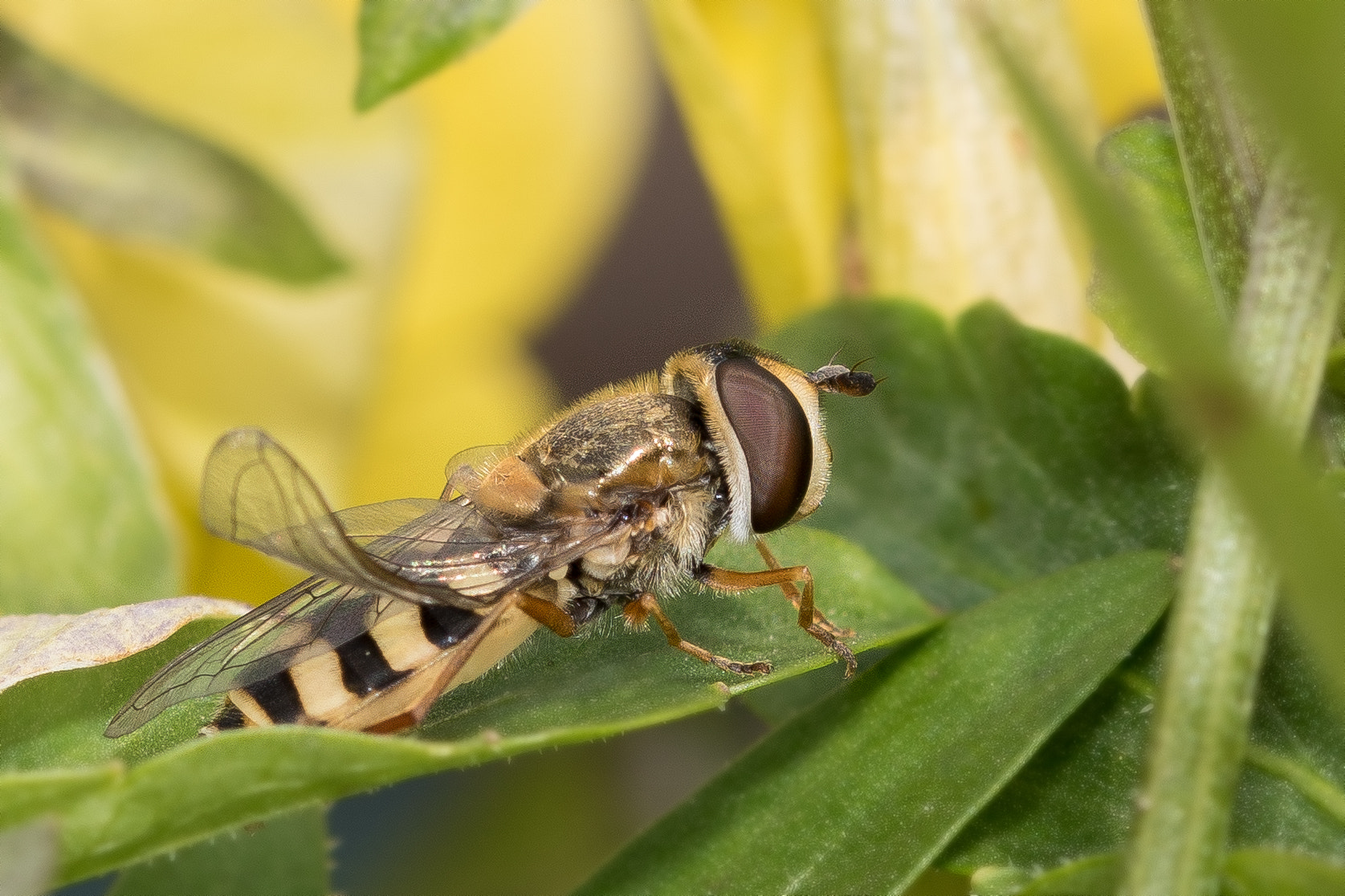 Sony ILCA-77M2 + 105mm F2.8 sample photo. Leicht verbogen photography