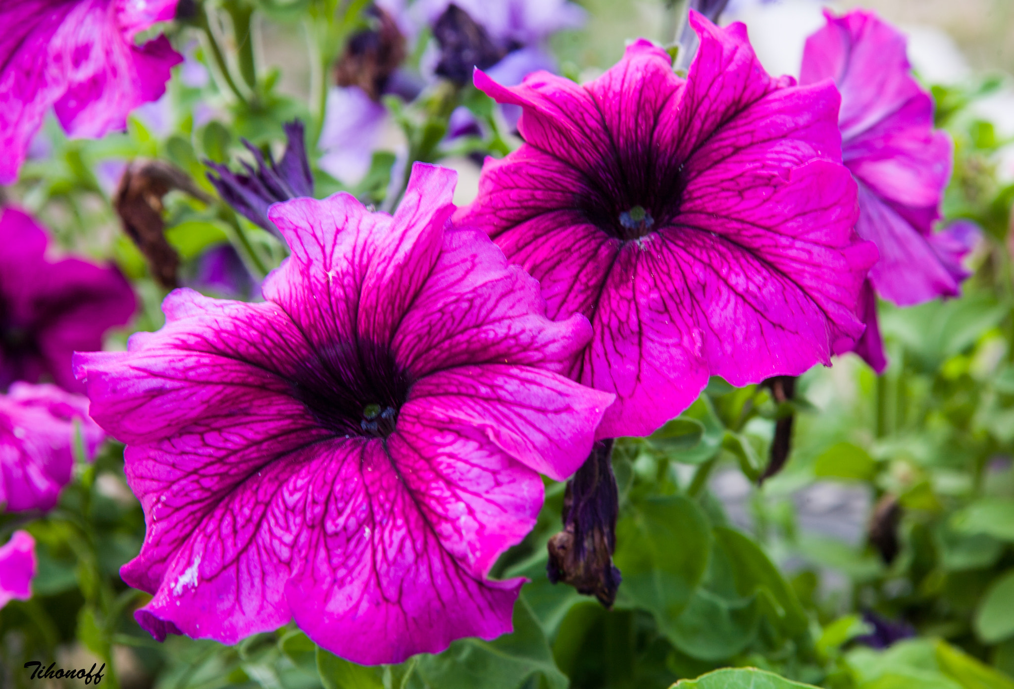 Canon EOS 5D sample photo