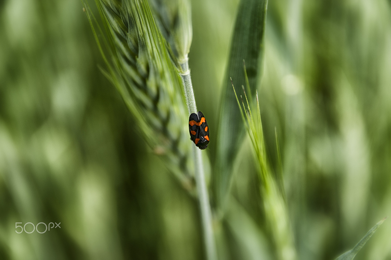 Sigma 17-50mm F2.8 EX DC HSM sample photo. 26352830974.jpg photography
