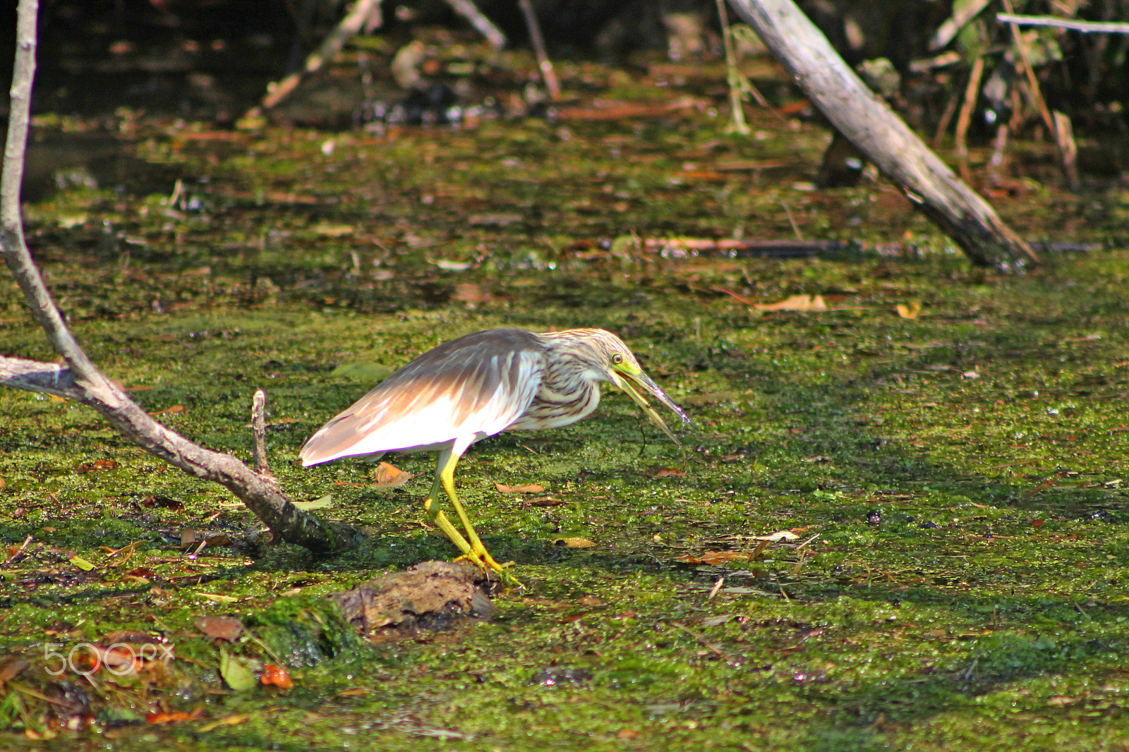 Canon EF 75-300mm f/4-5.6 USM sample photo. 25655640621.jpg photography