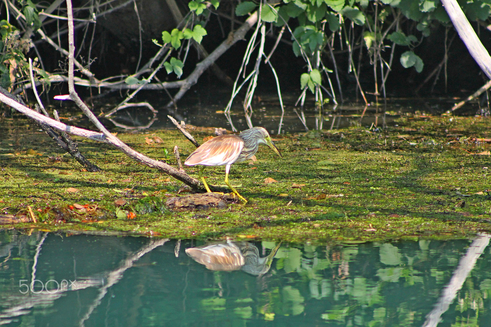 Canon EF 75-300mm f/4-5.6 USM sample photo. 25124107283.jpg photography