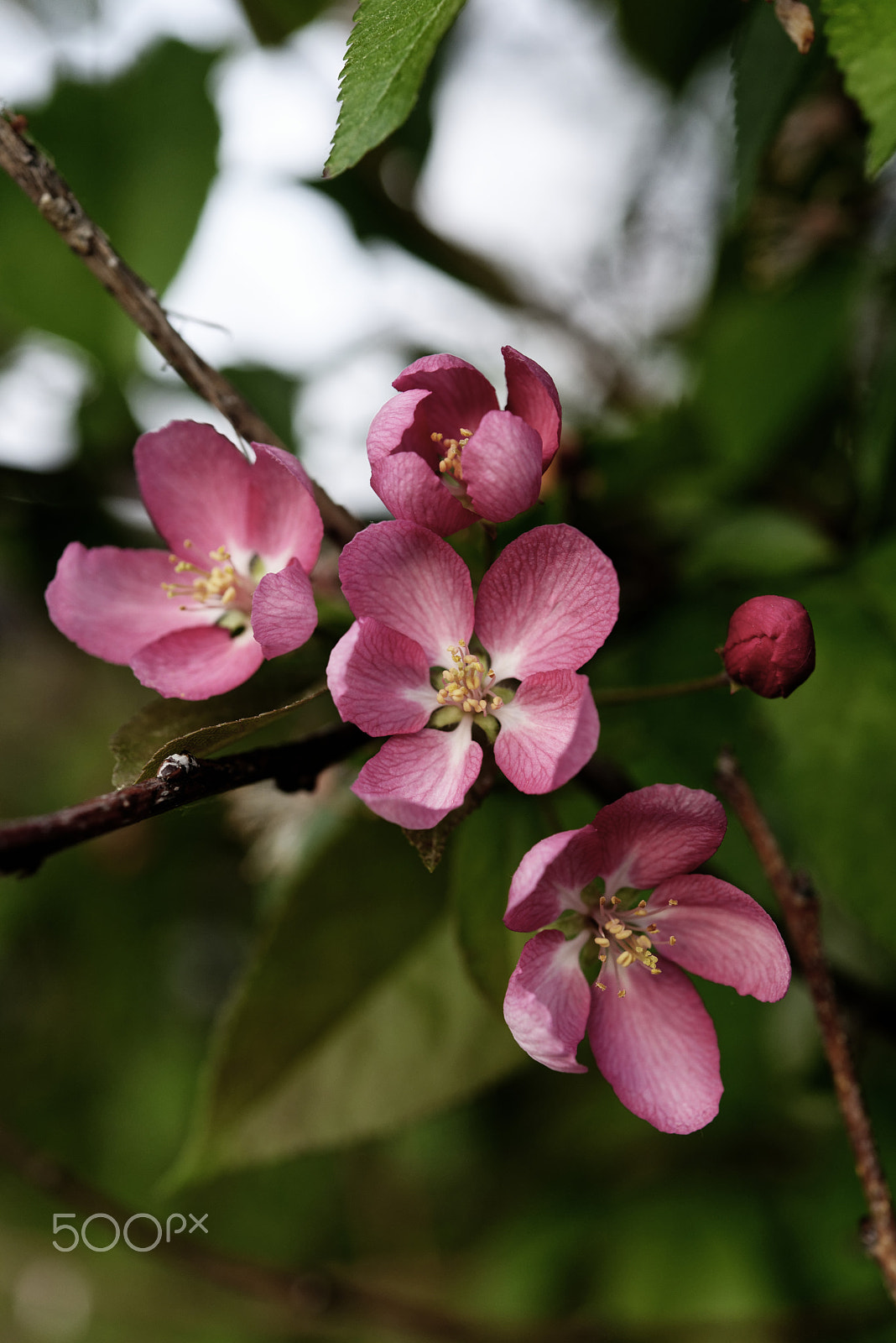 Nikon AF-S Micro-Nikkor 60mm F2.8G ED sample photo. Blossom photography