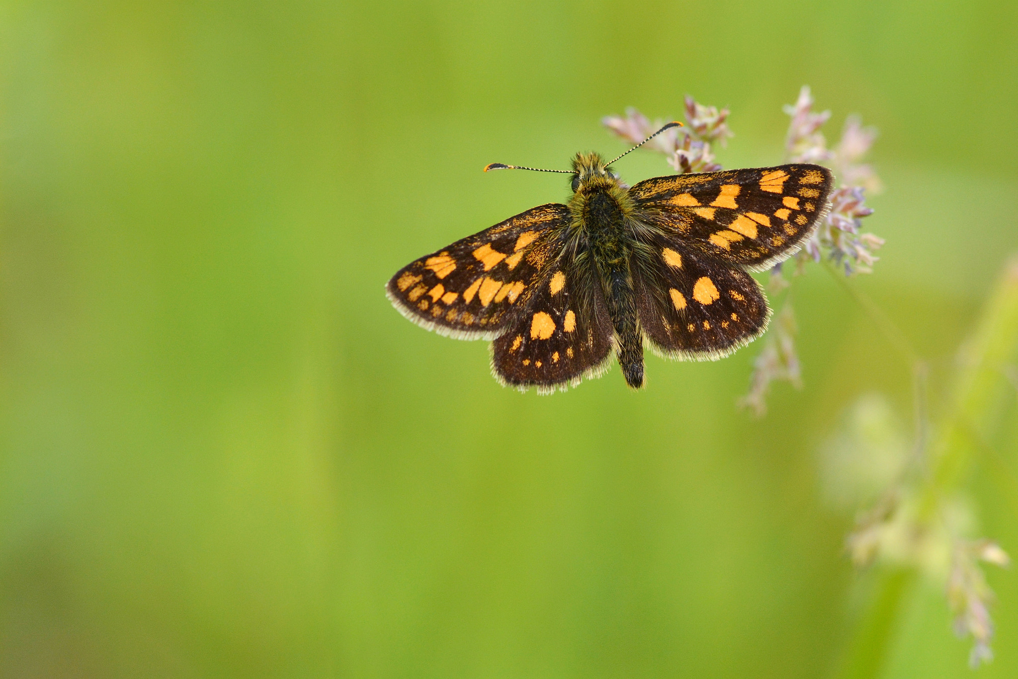 Nikon D7100 + Sigma 105mm F2.8 EX DG Macro sample photo. Skipper the handsome photography