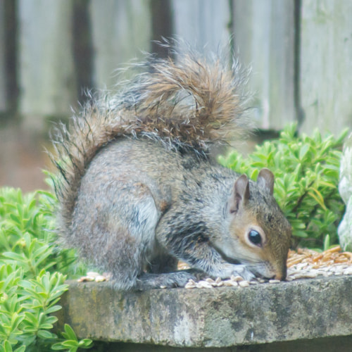 Tamron AF 70-300mm F4-5.6 Di LD Macro sample photo. Squirrel 1 photography