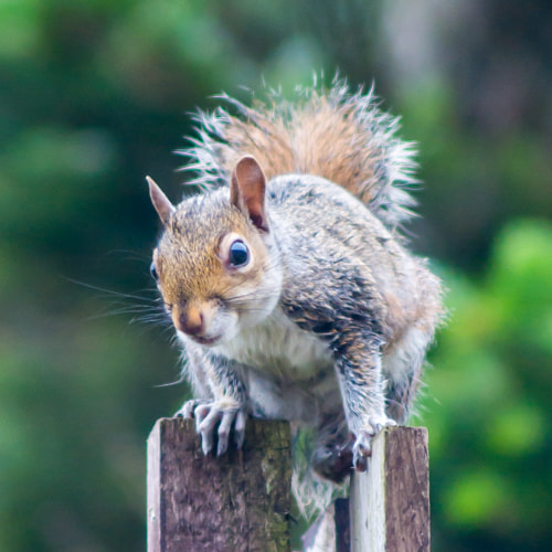 Tamron AF 70-300mm F4-5.6 Di LD Macro sample photo. Squirrel 2 photography