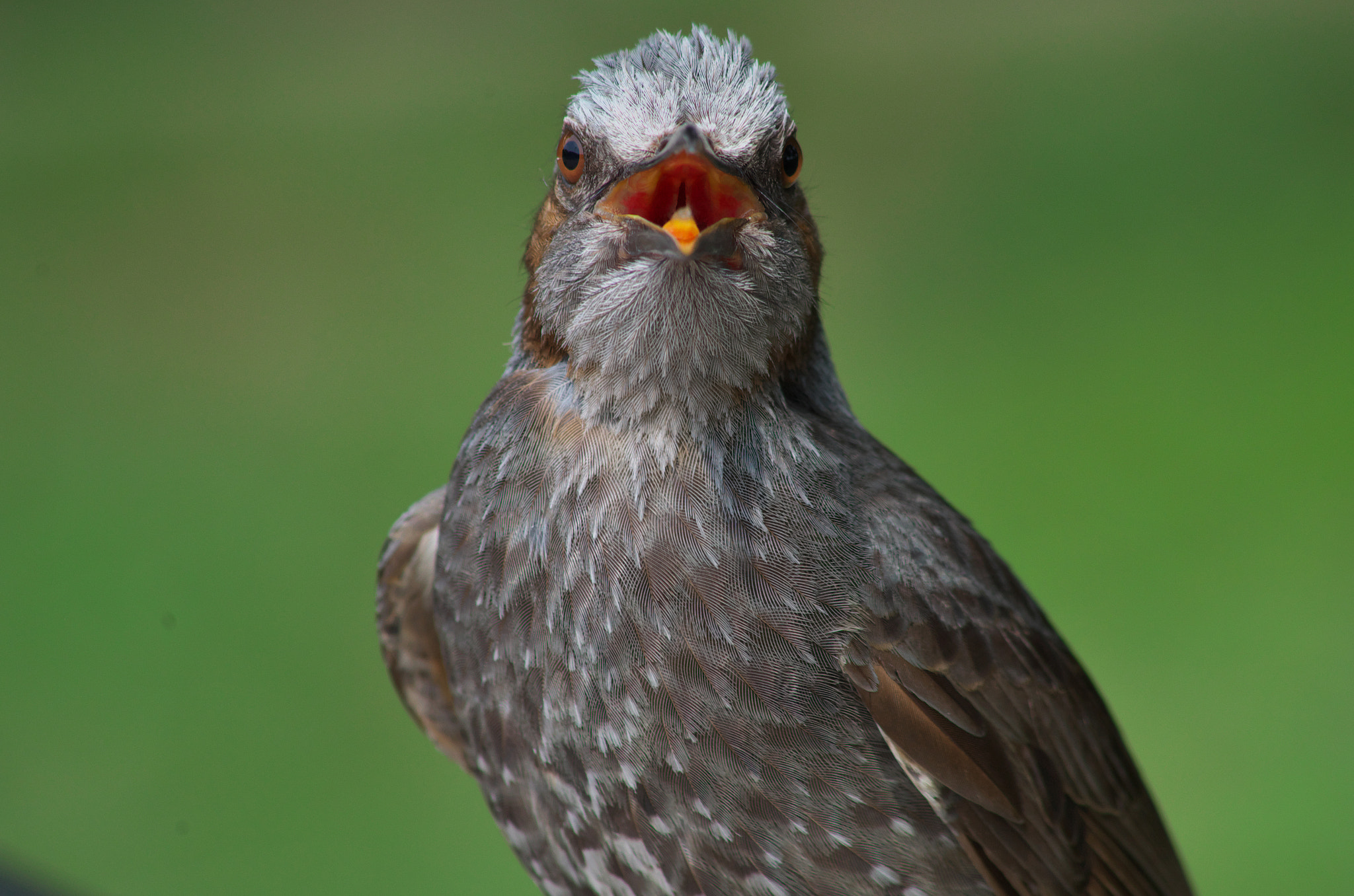 HD Pentax DA 55-300mm F4.0-5.8 ED WR sample photo. Bulbul photography