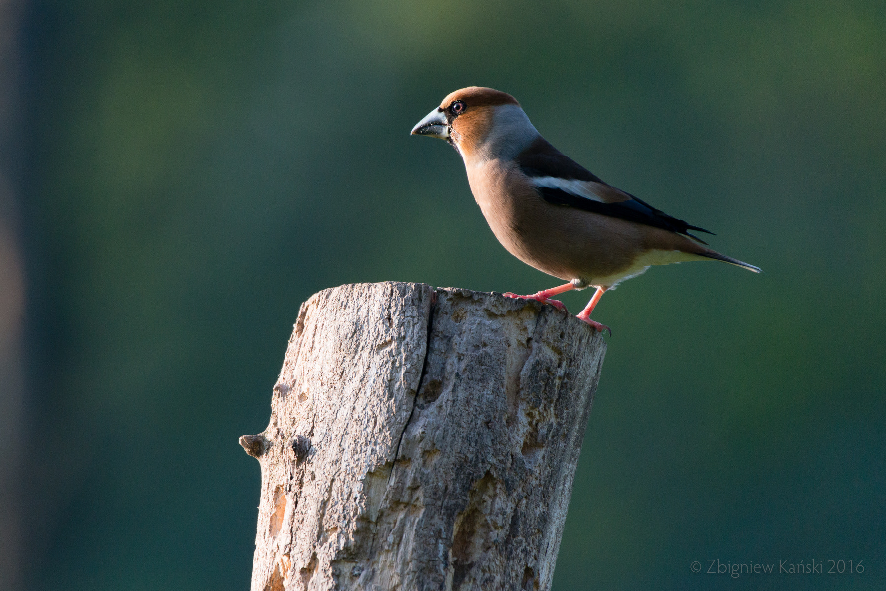 Sigma 50-500mm F4.5-6.3 DG OS HSM sample photo. Hawfinch: a field studio portrait photography