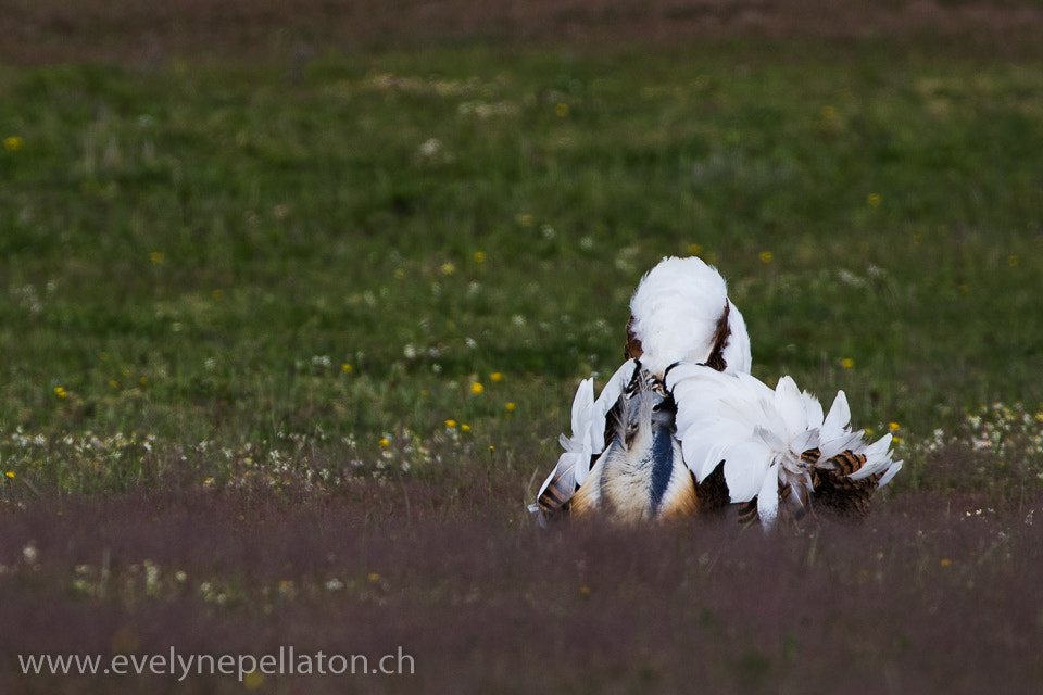Canon EF 200-400mm F4L IS USM Extender 1.4x sample photo. Bain de mousse 2 photography