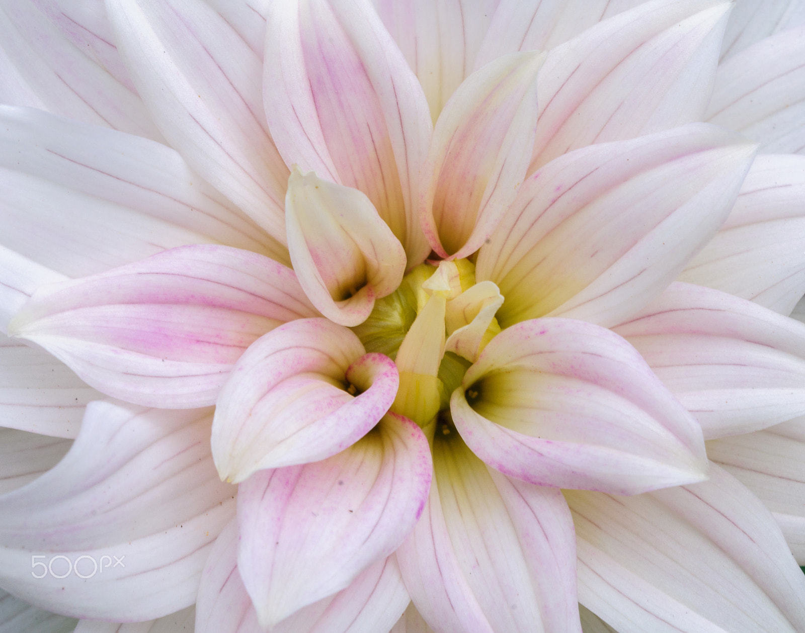 Sigma 150mm F2.8 EX DG OS Macro HSM sample photo. Dalia photography