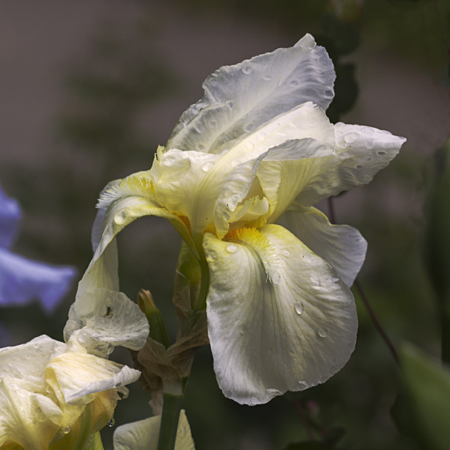 Sigma APO Macro 150mm f/2.8 EX DG HSM sample photo. Iris (3) photography