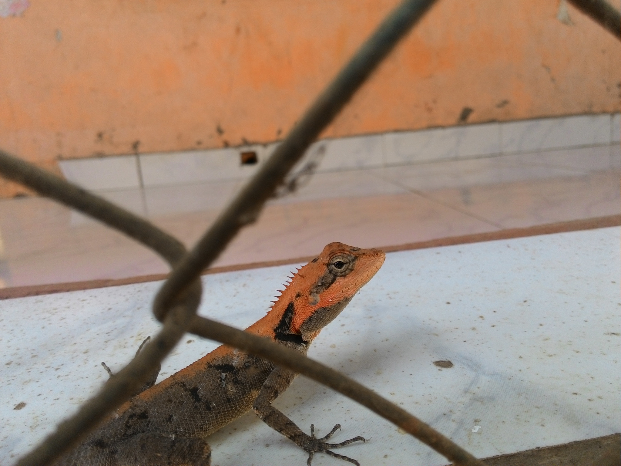 ASUS T00F sample photo. Calotes commonly known as garden lizard photography