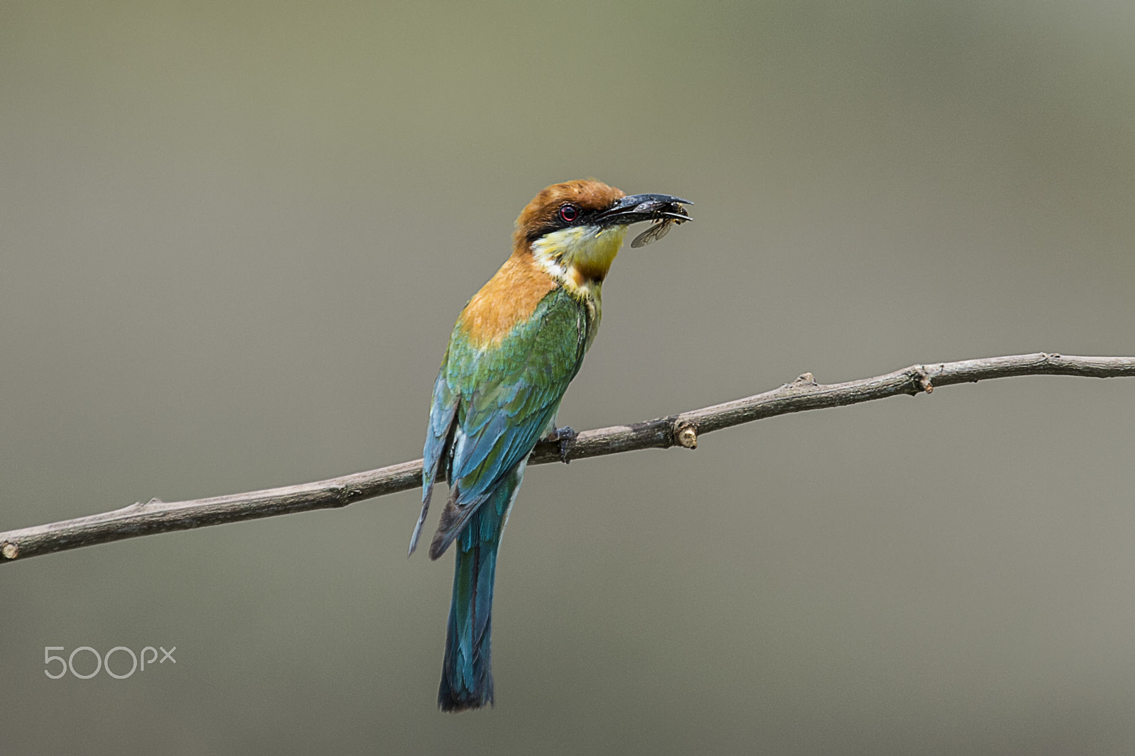 Nikon AF-S Nikkor 400mm F2.8G ED VR II sample photo. Chestnut headed bee eater photography