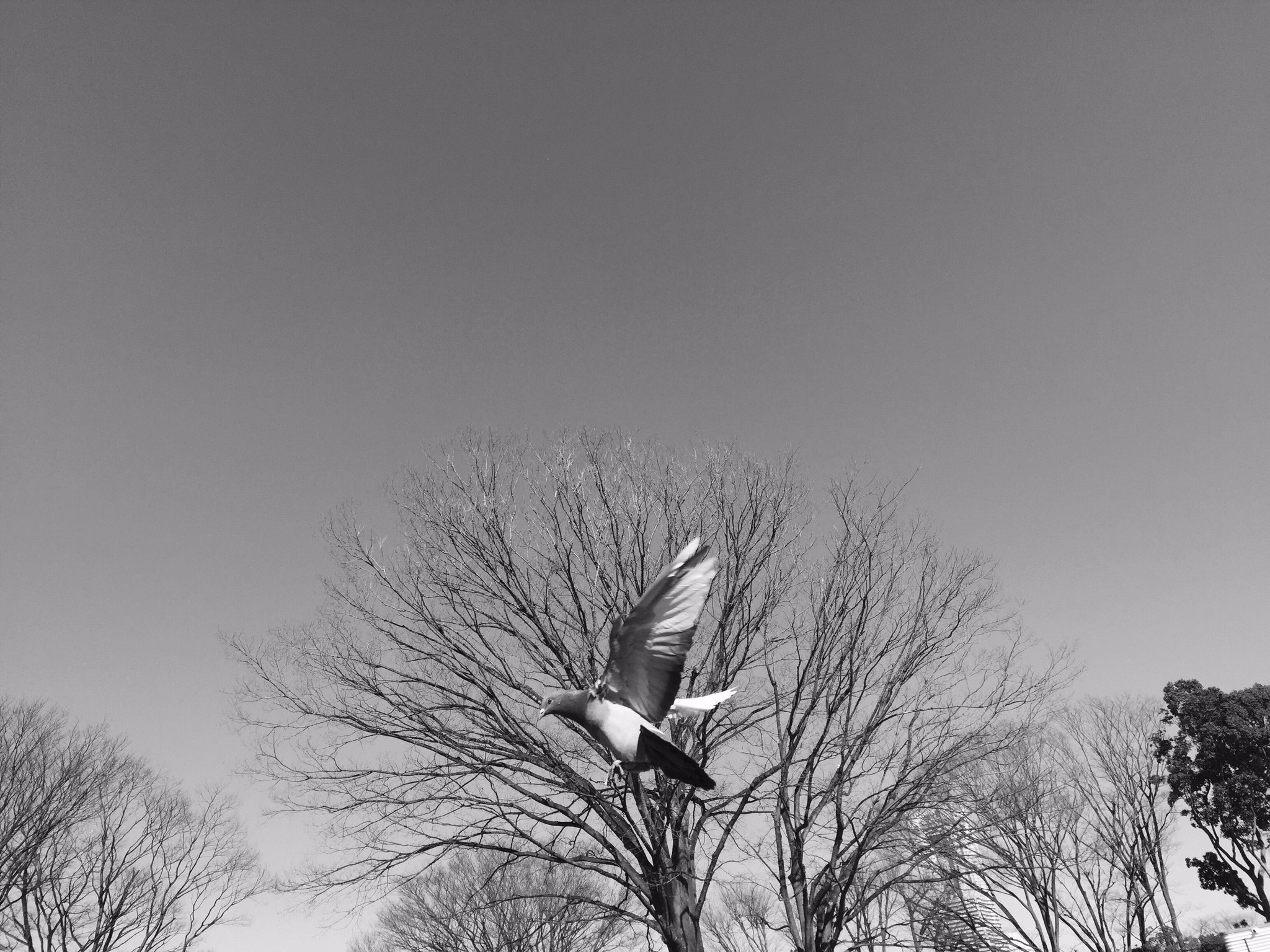Apple iPhone7,1 sample photo. Peaceful lovely feeling photography