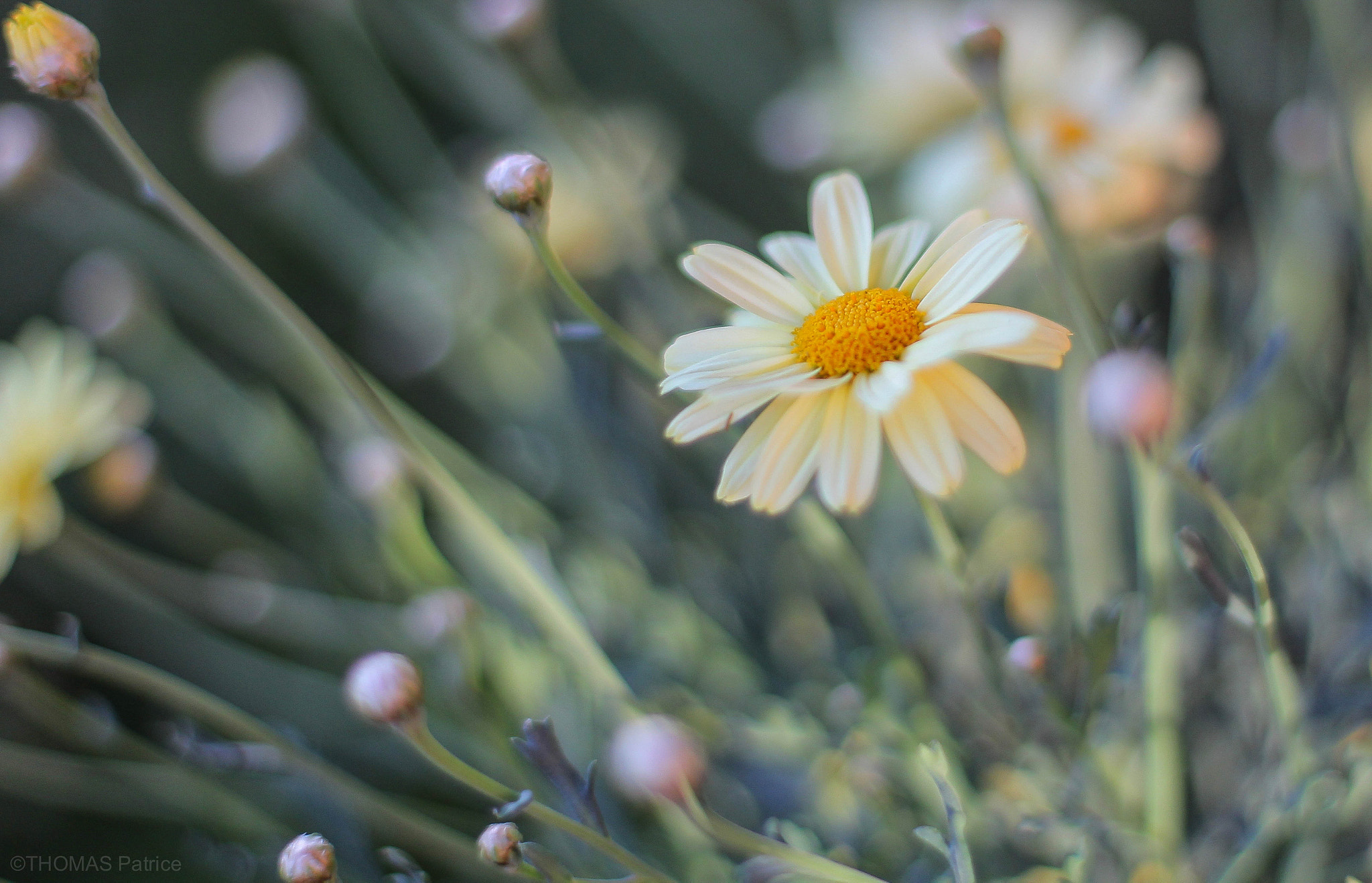 Canon EF 50mm F1.4 USM sample photo. A new in the corner! photography
