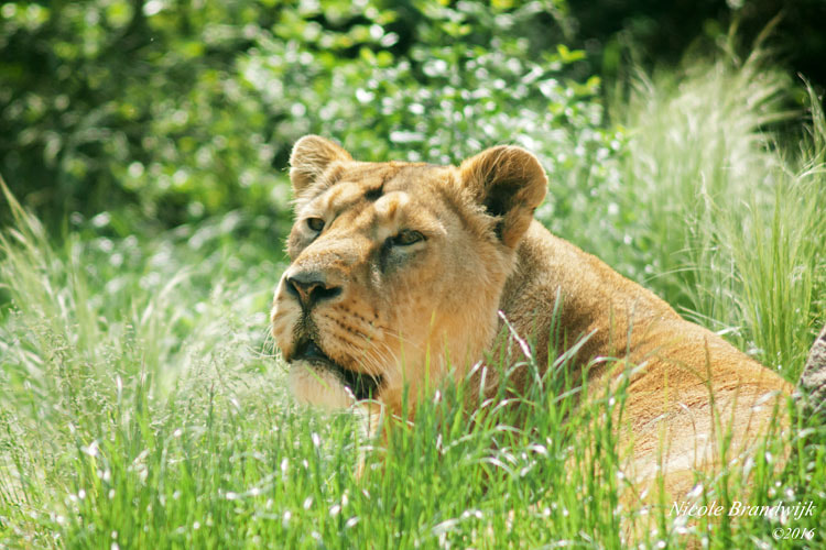 Minolta AF 100-300mm F4.5-5.6 sample photo. Asian lion photography