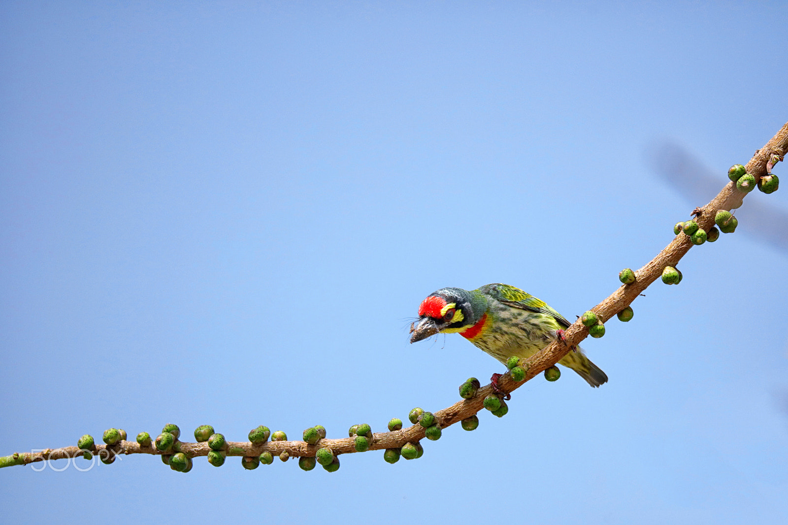 Canon EOS 5DS R + 150-600mm F5-6.3 DG OS HSM | Sports 014 sample photo. The coppersmith barbet photography