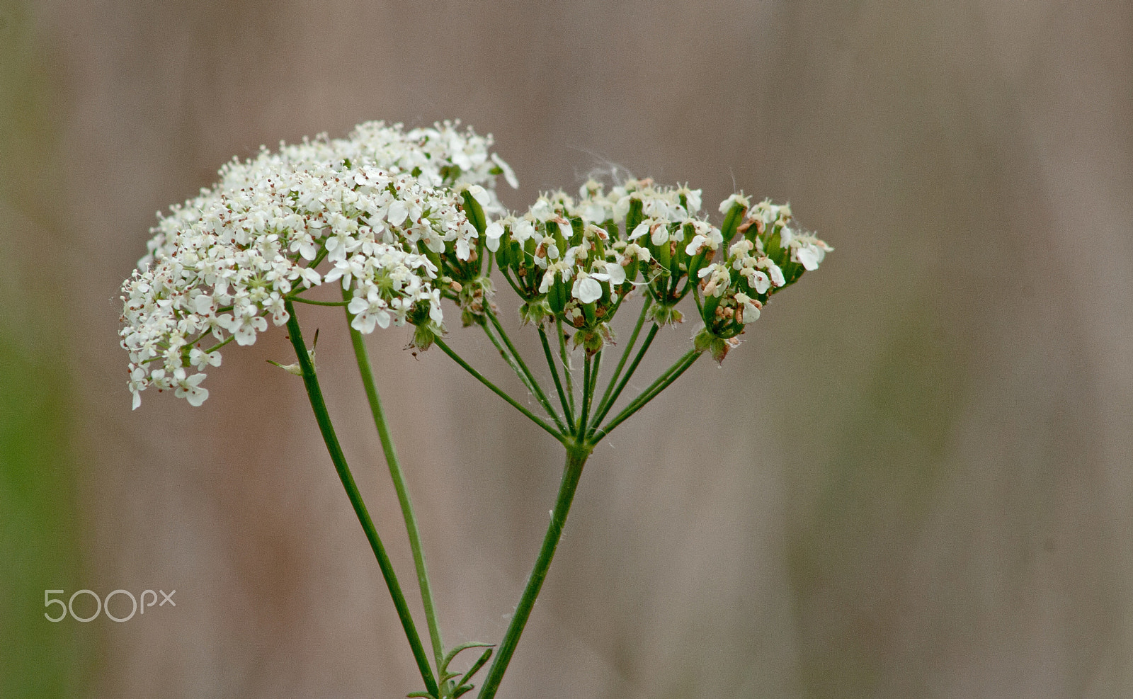 Canon EF 75-300mm f/4-5.6 USM sample photo. Bokeh flower photography
