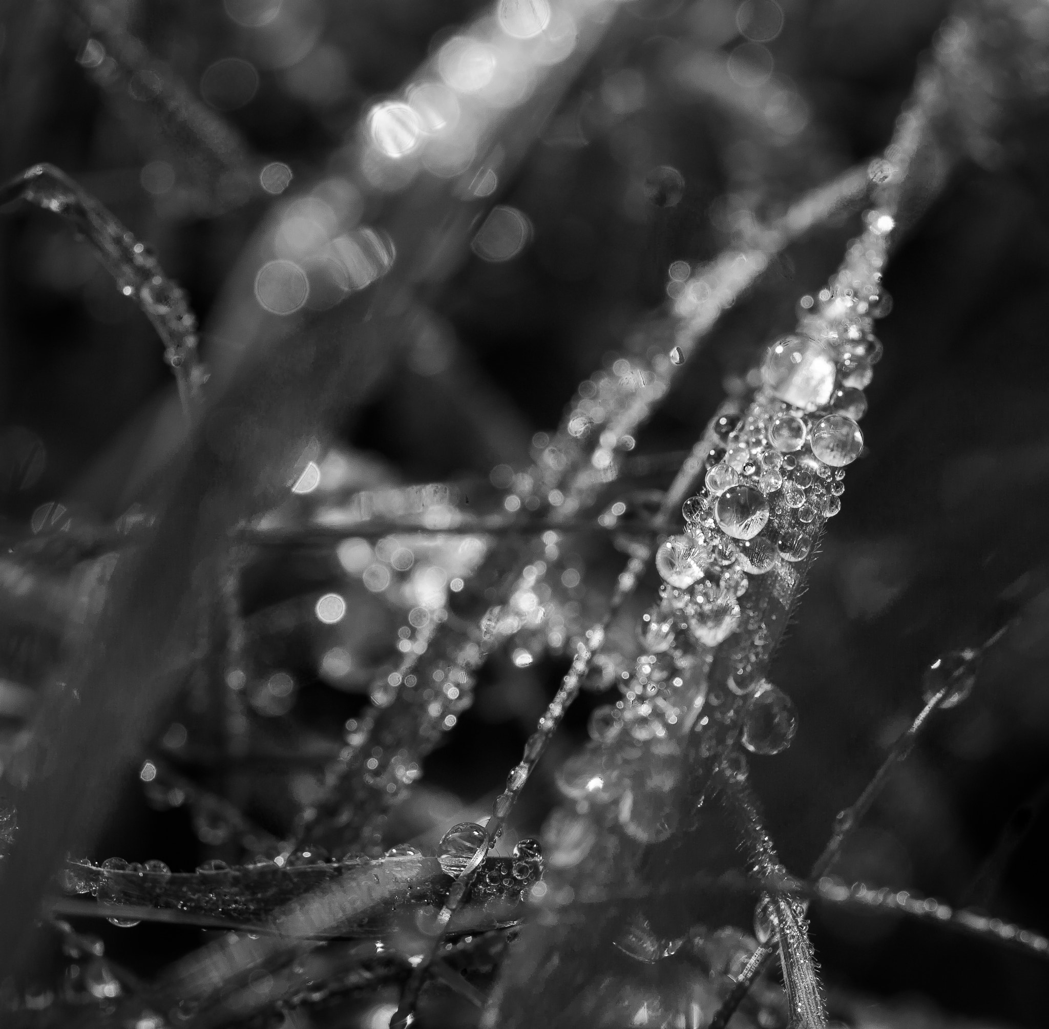 Nikon D3100 sample photo. Drops... photography
