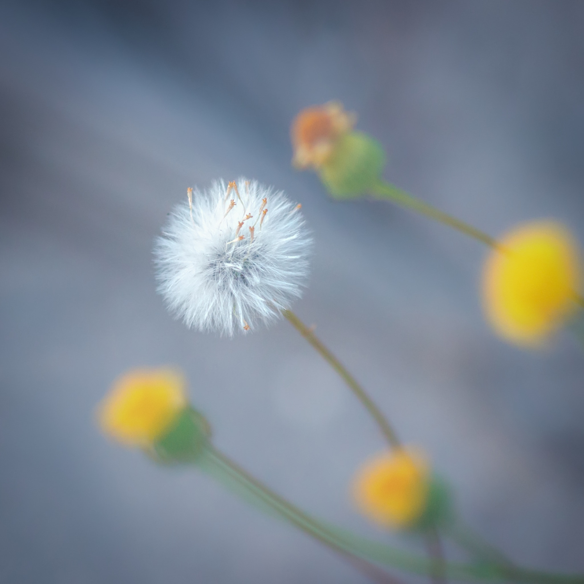 Pentax smc D-FA 100mm F2.8 Macro WR sample photo. Dandelion photography
