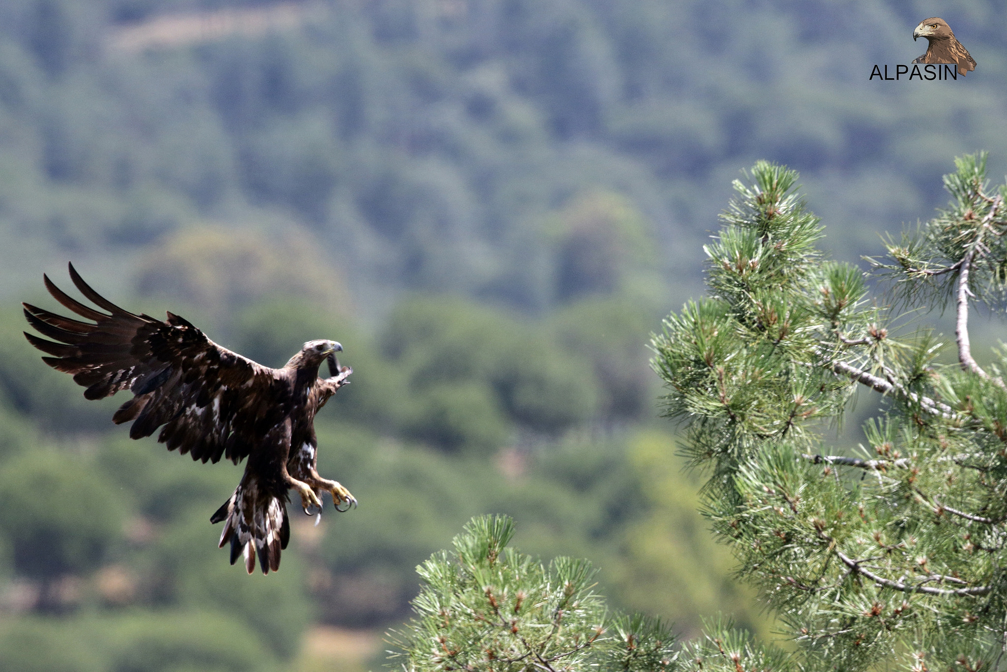 Canon EOS 70D + Canon EF 400mm F2.8L IS USM sample photo. Águila real photography