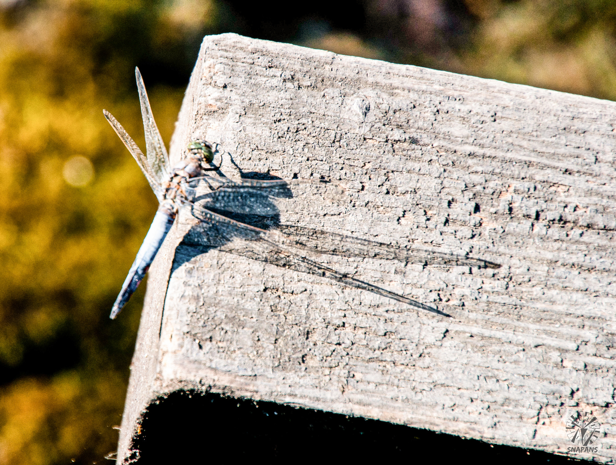 Nikon D5000 + Tamron AF 18-270mm F3.5-6.3 Di II VC LD Aspherical (IF) MACRO sample photo. The dragonfly's shadow photography