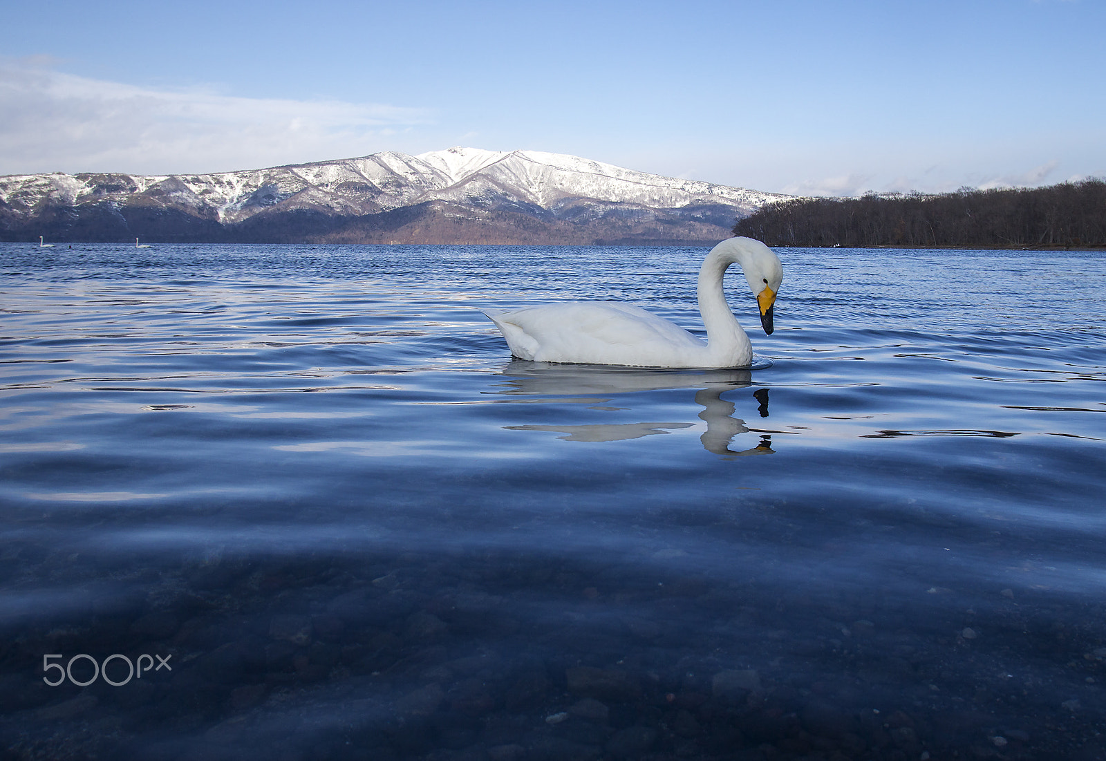 Canon EF 17-35mm f/2.8L sample photo. Swan photography